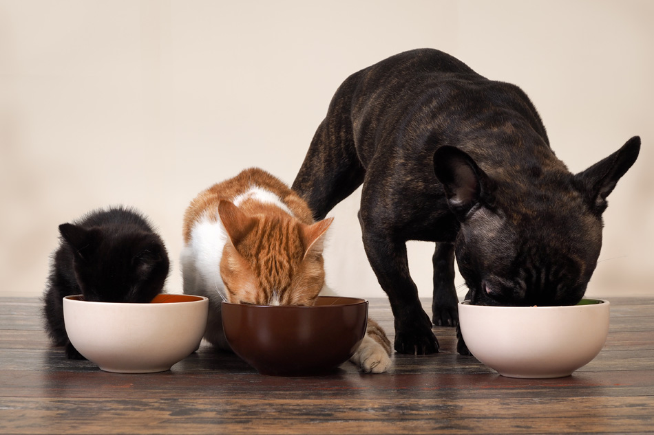 Banner_Responsible_Pet_Ownership_015.jpg