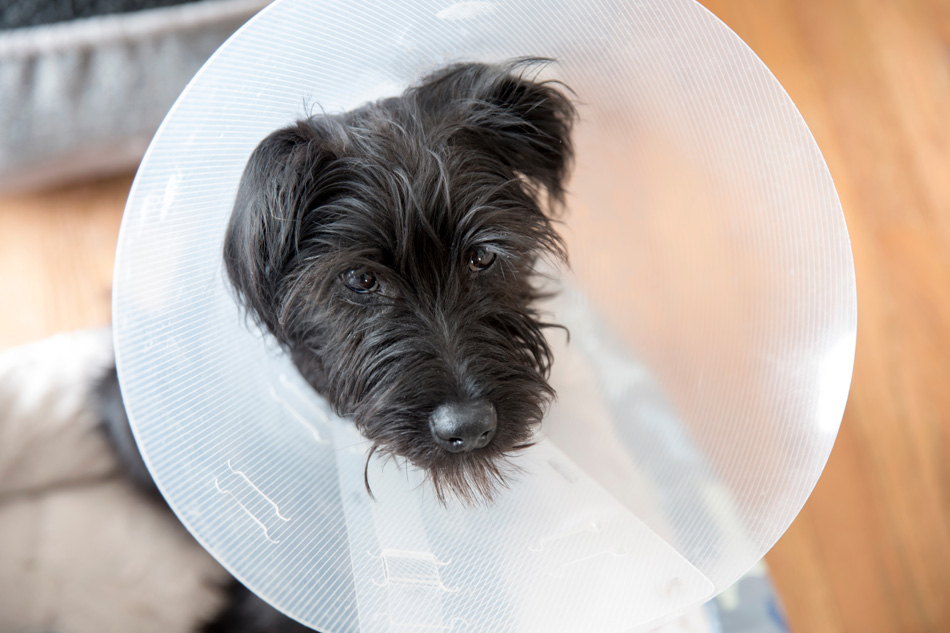 Banner_Responsible_Pet_Ownership_018.jpg