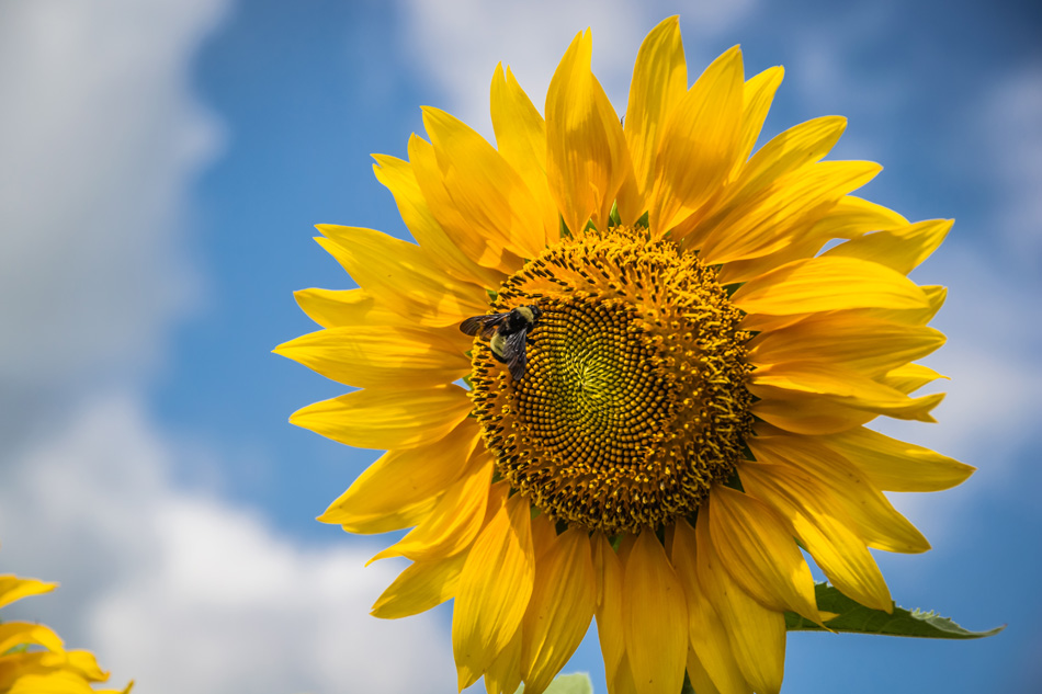 Banner_Arlington_Bee_City_USA_03.jpg