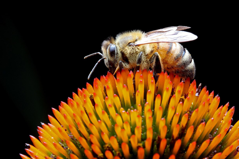 Banner_Arlington_Bee_City_USA_05.jpg