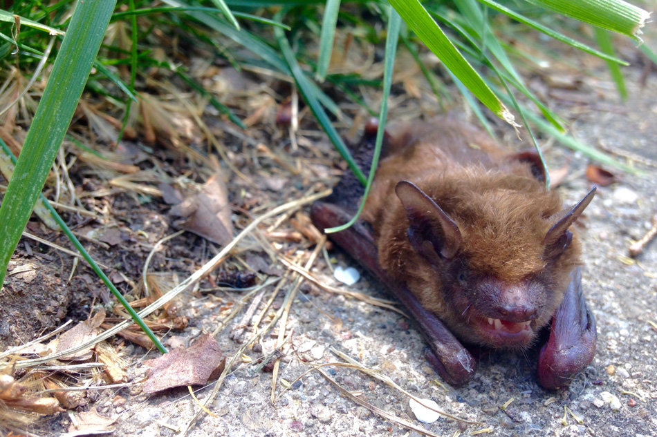 Banner_Bat_01.jpg