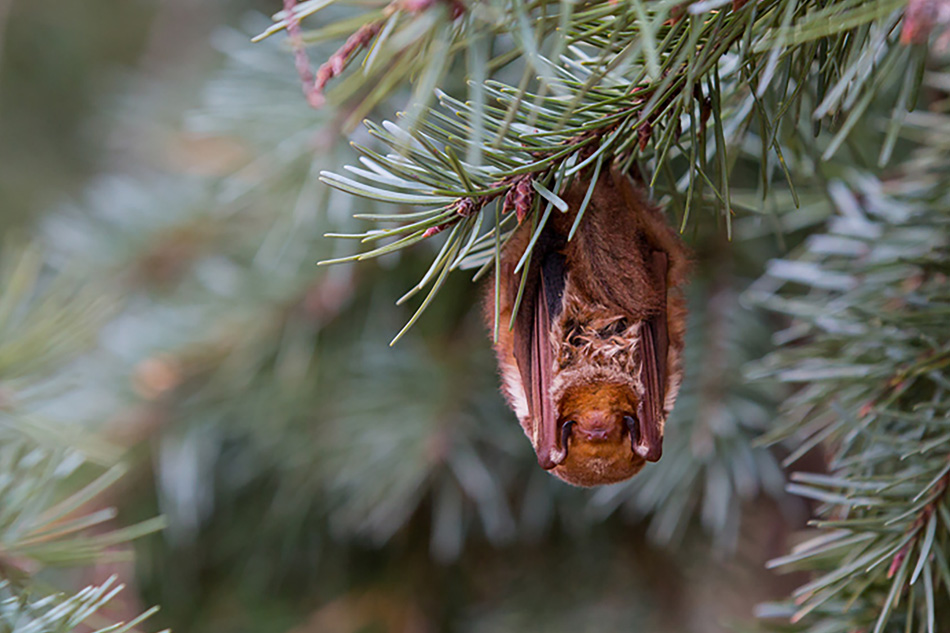Banner_Bat_04.jpg
