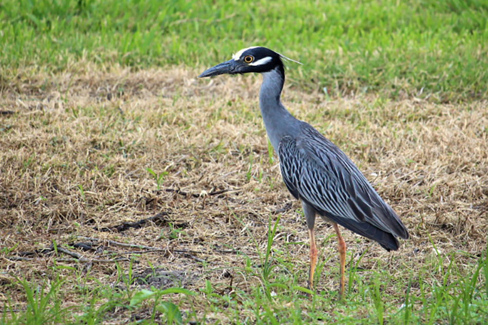 Banner_Egret_and_Heron_07.jpg