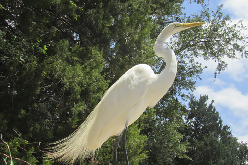 Banner_Egret_and_Heron_09.jpg
