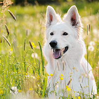 Photo of a white dog sitting in green grass.