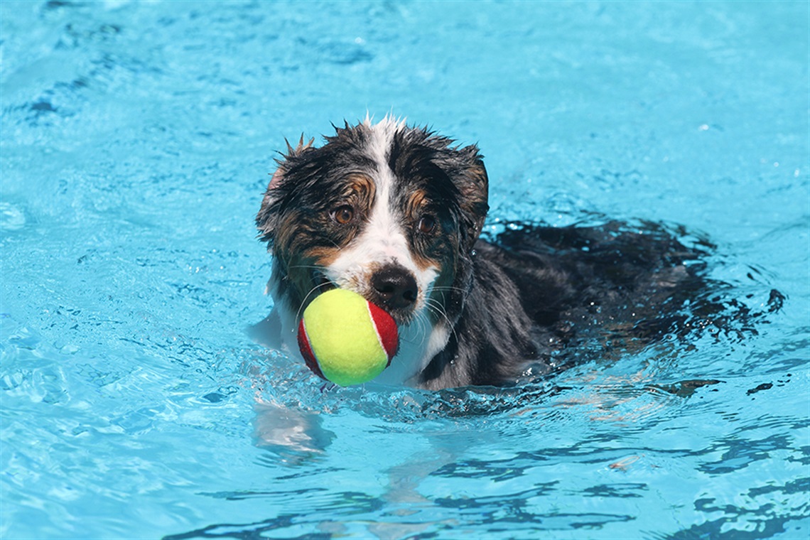 Dog swimming in pool with tennis ball