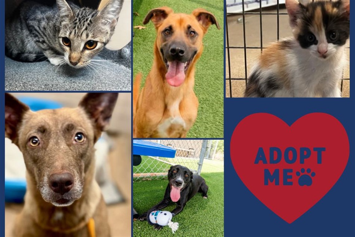 A collage of photos of adoptable dogs and cats at Arlington Animal Services