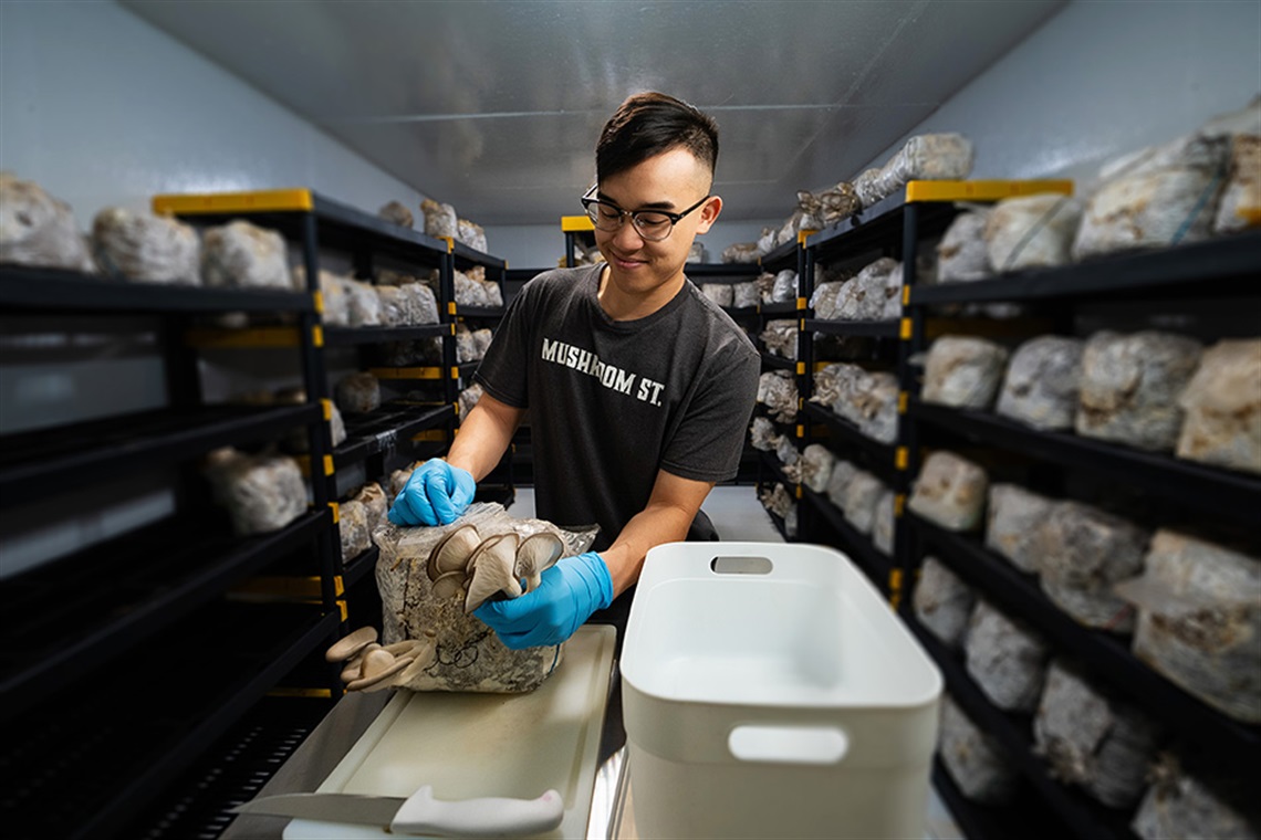 A man working in a warehouse with mushrooms. 