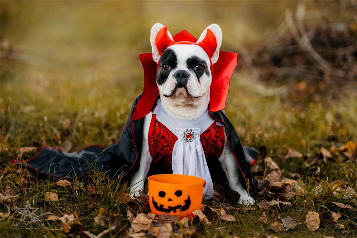 Dog wearing a Halloween costume with a trick or treat pail