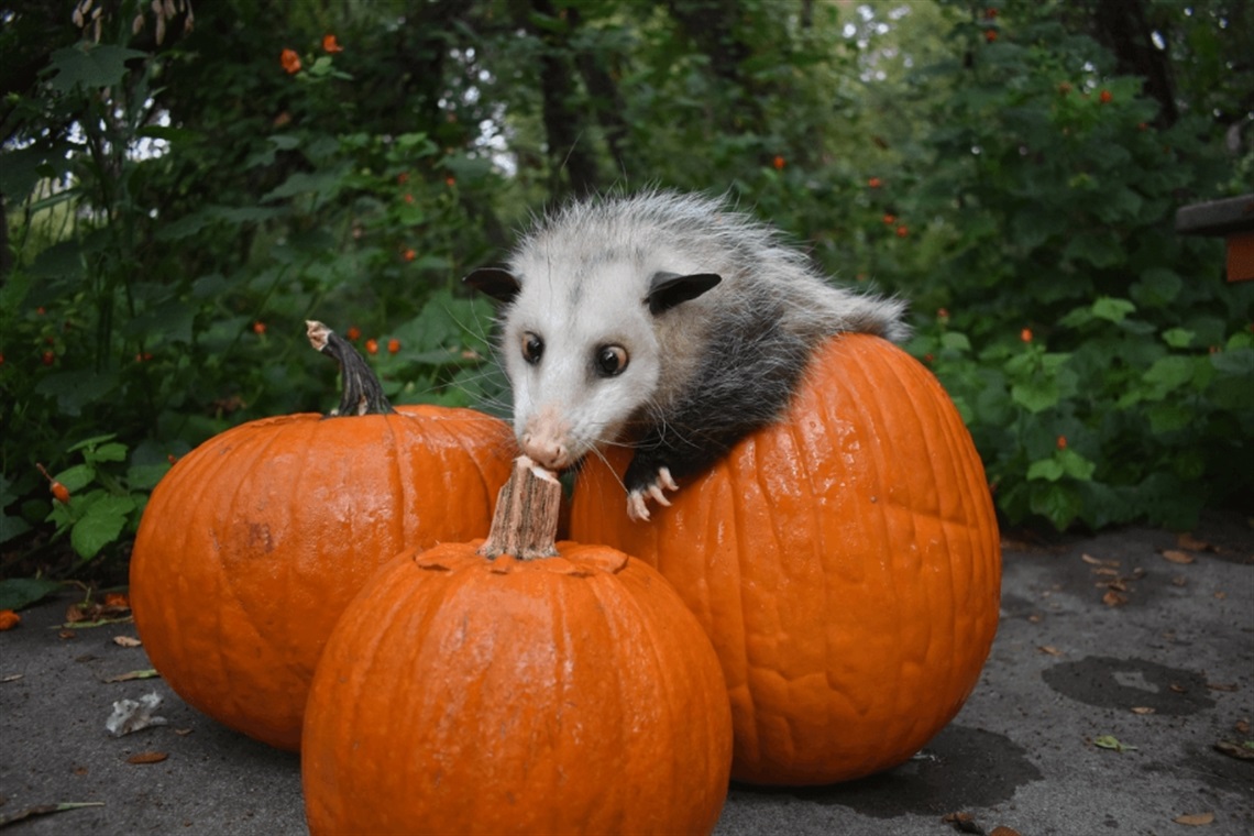 Possum with pumpkins at River Legacy's Fall Festival