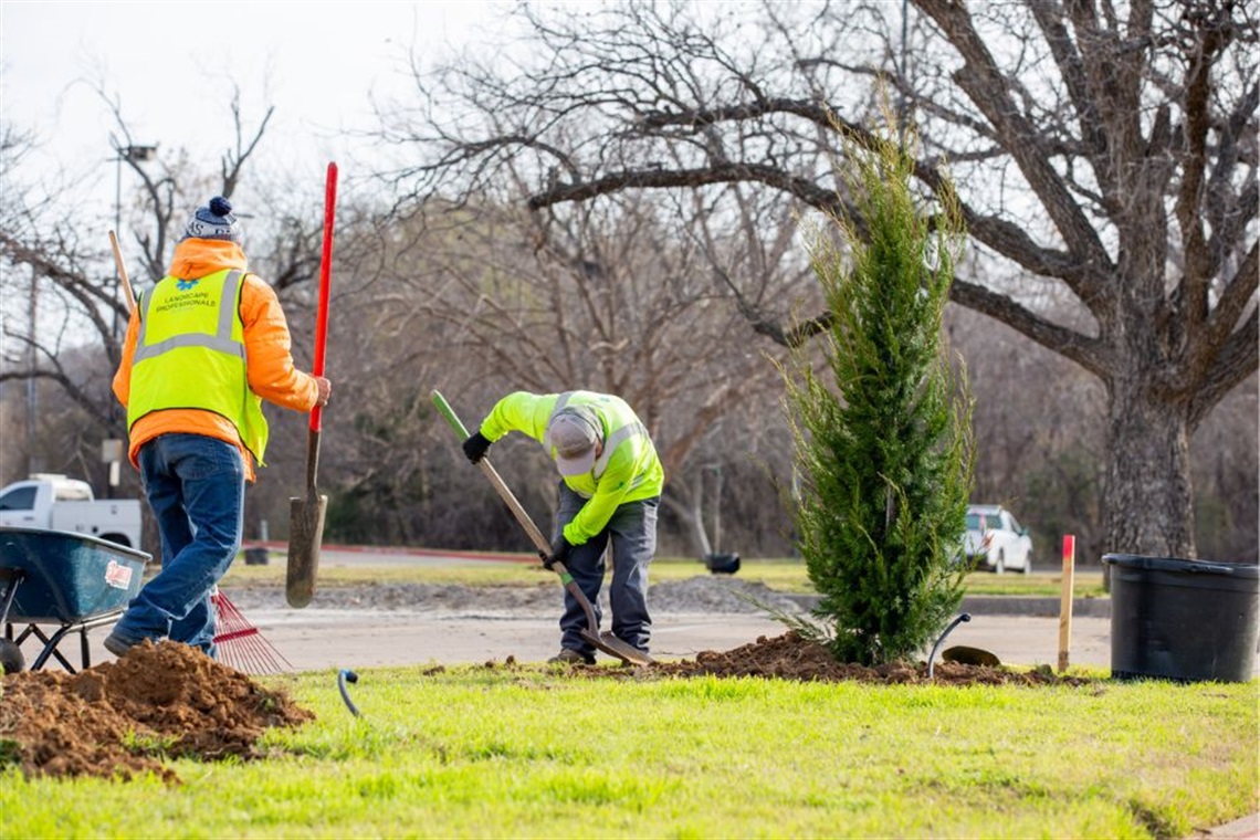 Tree planting at Dunlop Park on Feb. 24, 2026.
