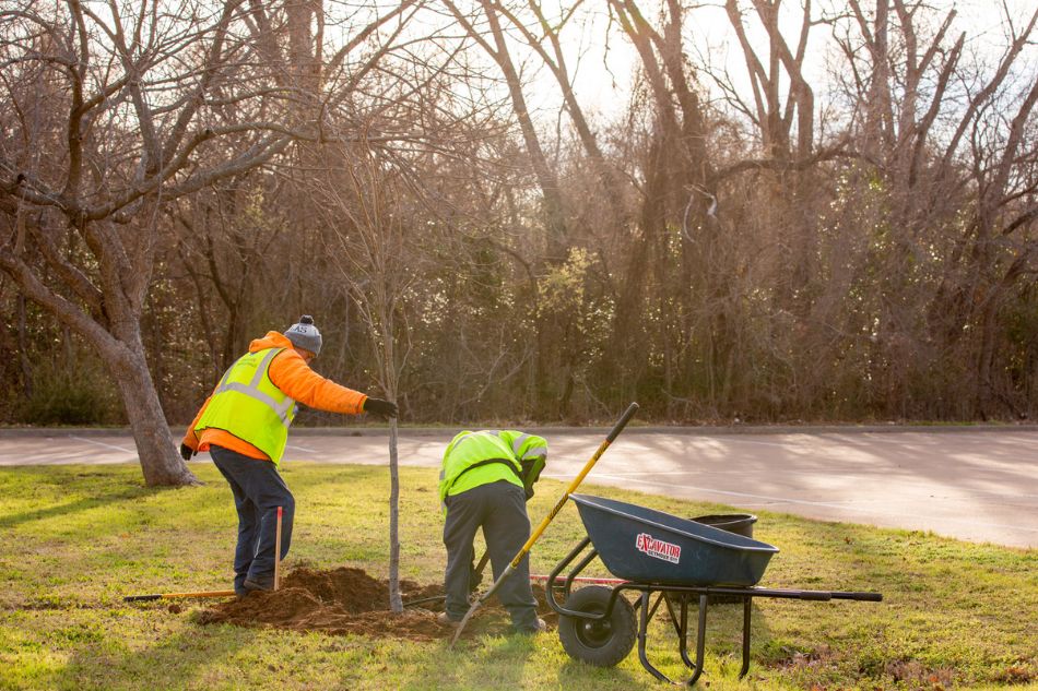 Tree planting at Dunlop Park on Feb. 24, 2026.