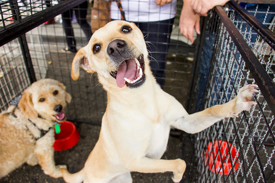 Happy dog waiting for a family at a shelter event.