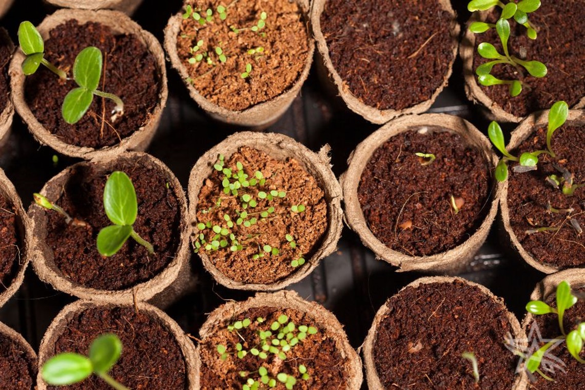 Articles Gardening Planting Seeds.jpg