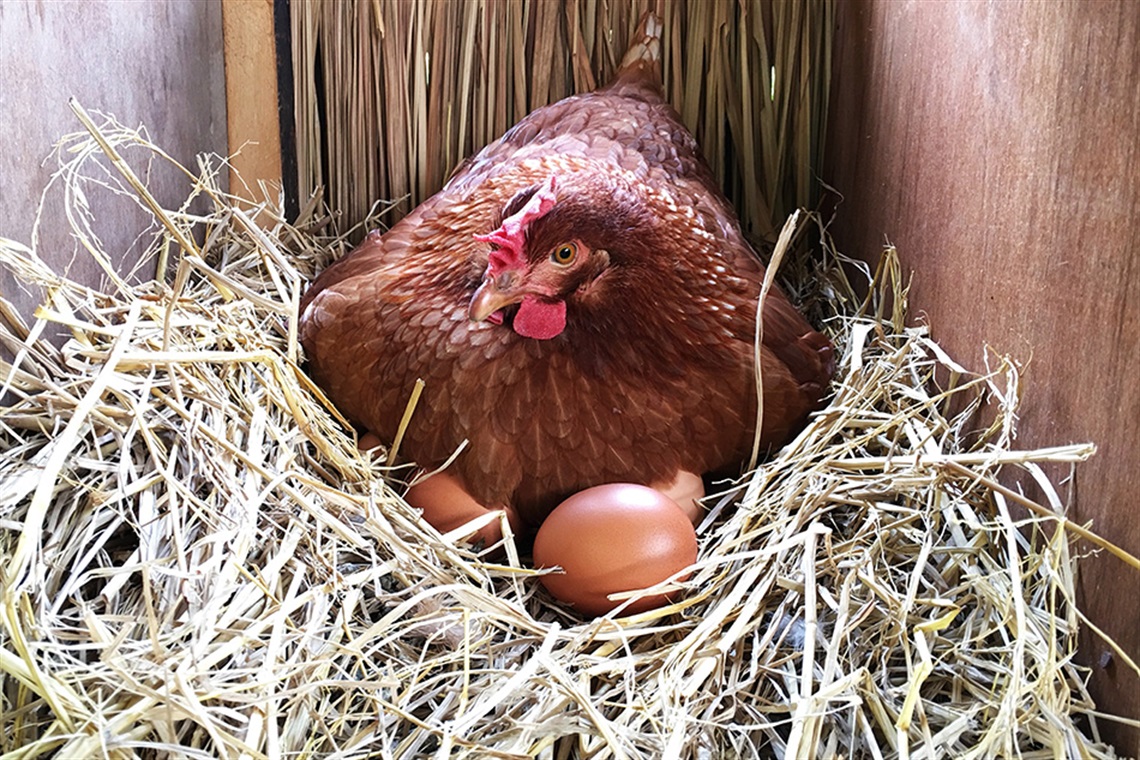 Brown chicken sitting on a nest filled with eggs.