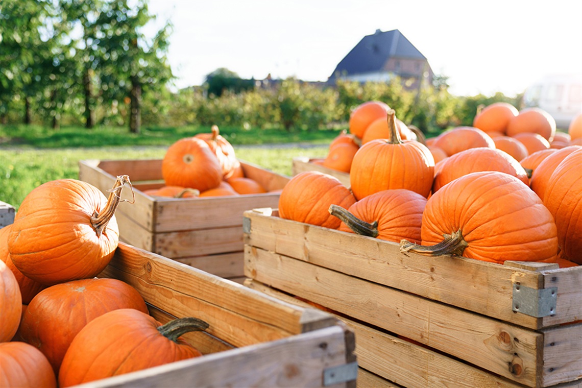 Pumpkins from rural family garden in wooden boxes in sunny backyard.