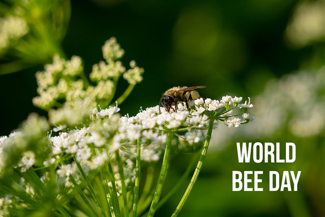 World Bee Day graphic