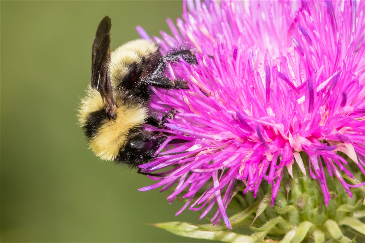 Northern Bees The Buzz Around Town: Meet Arlington’s Native Bees on May 20, 2026 ...