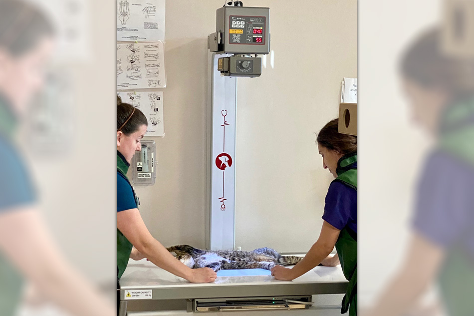 x-ray Machine at Arlington Animal Services