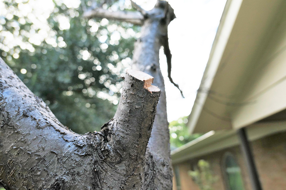 Tree Pruning Photo