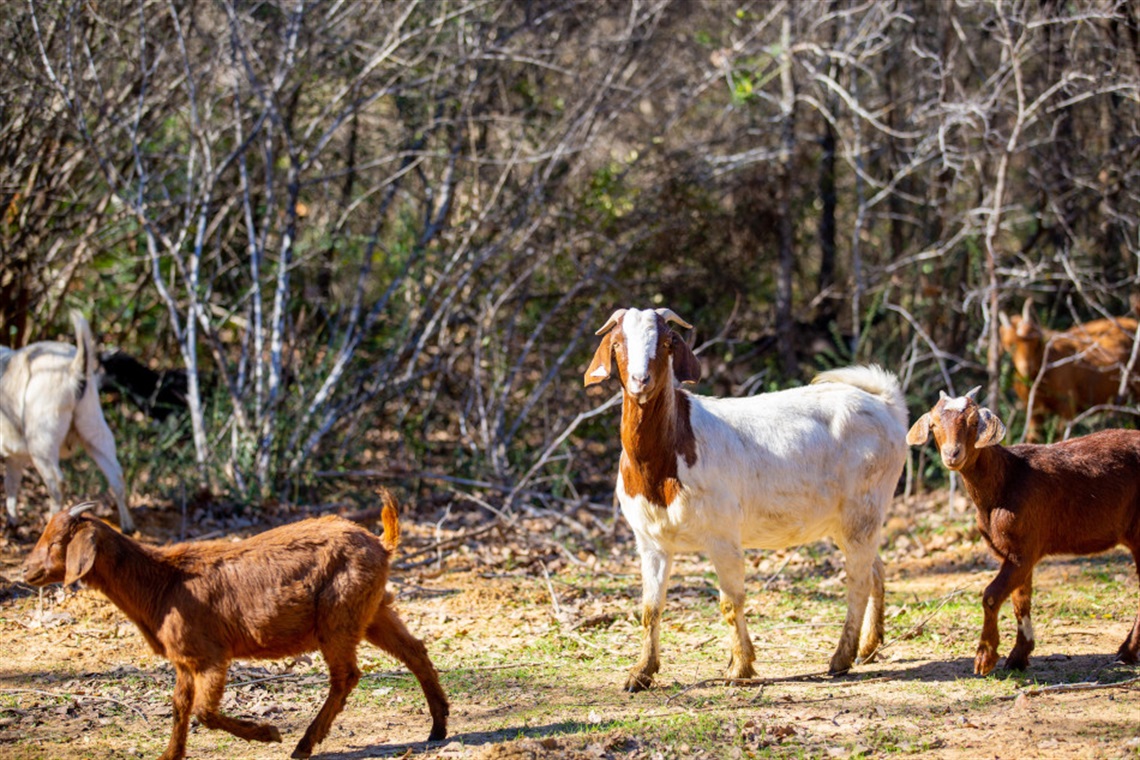 A small herd of goats eating vegetation in a city park.