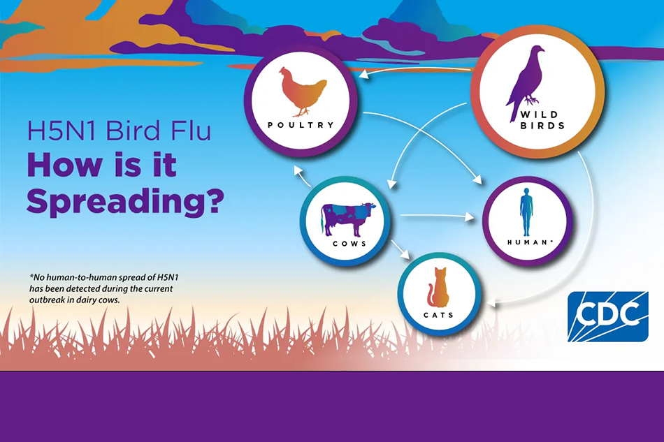 H5N1 Bird Flu: How is it Spreading H5N1 Bird Flu: How is it Spreading