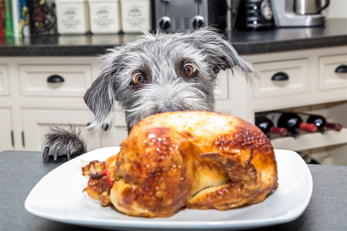 Dog on its hindlegs staring at Thanksgiving turkey on a white plate with kitchen counter in the background.