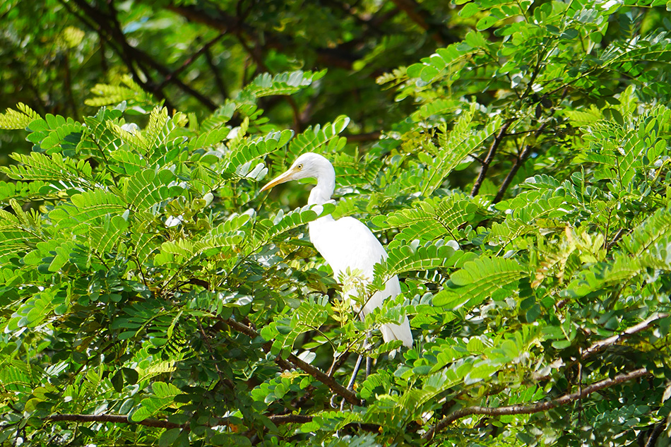 Egret in tree top.