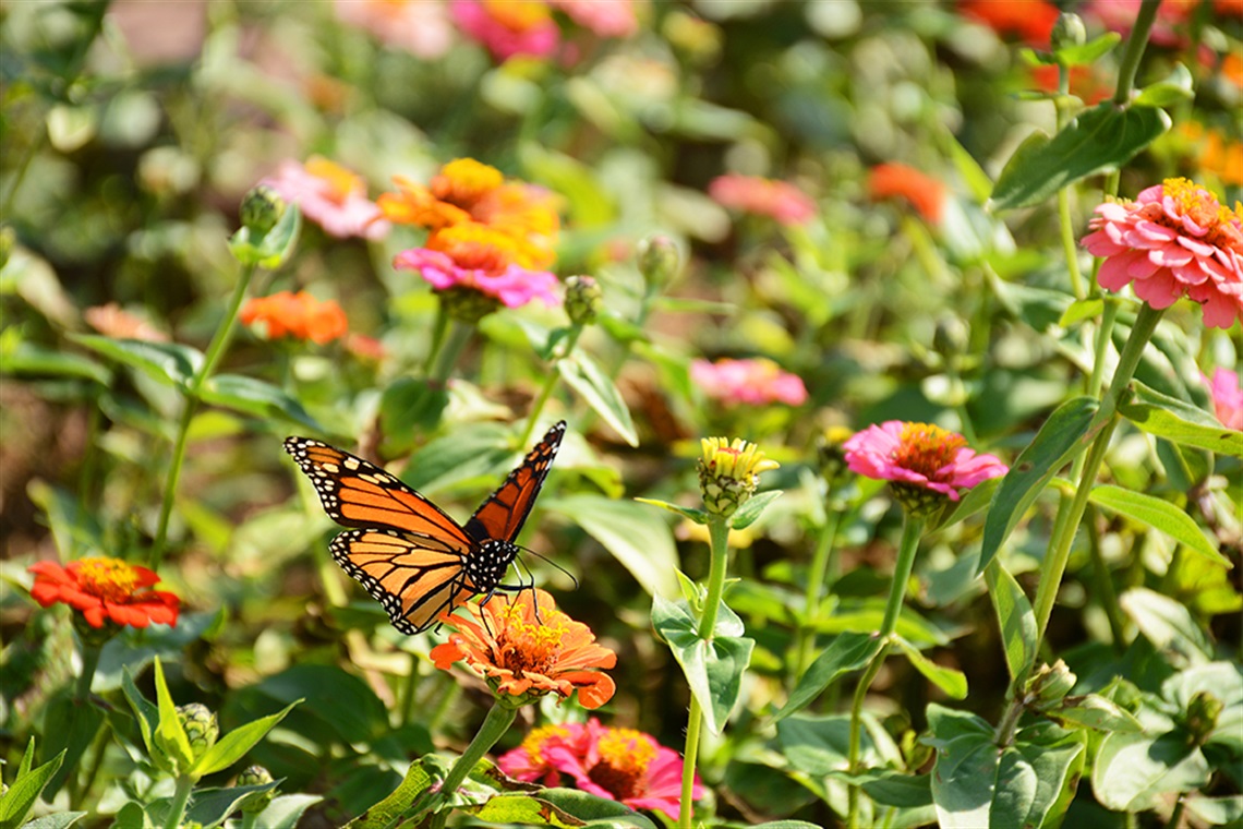 Butterfly resting on colorful flowers