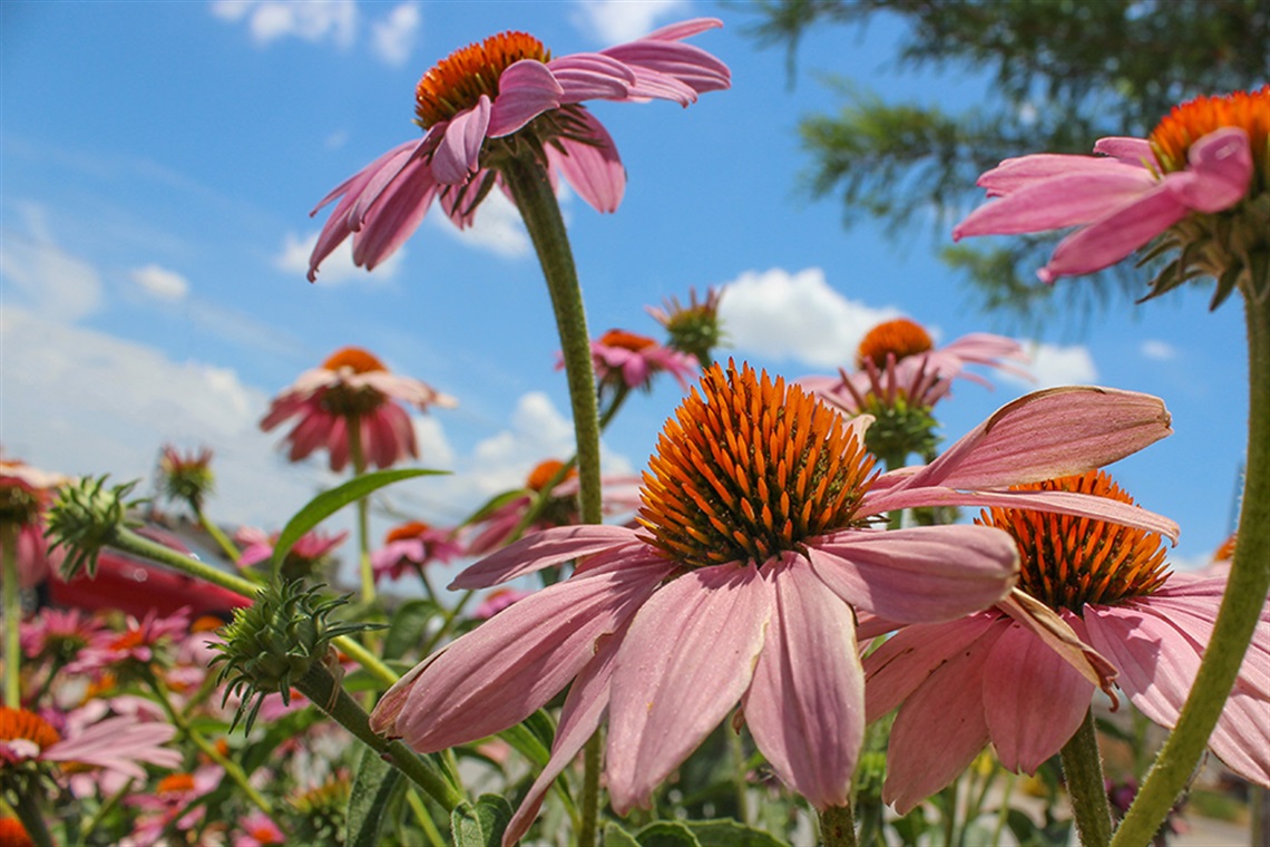 Purple coneflowers with a cloudy blue sky