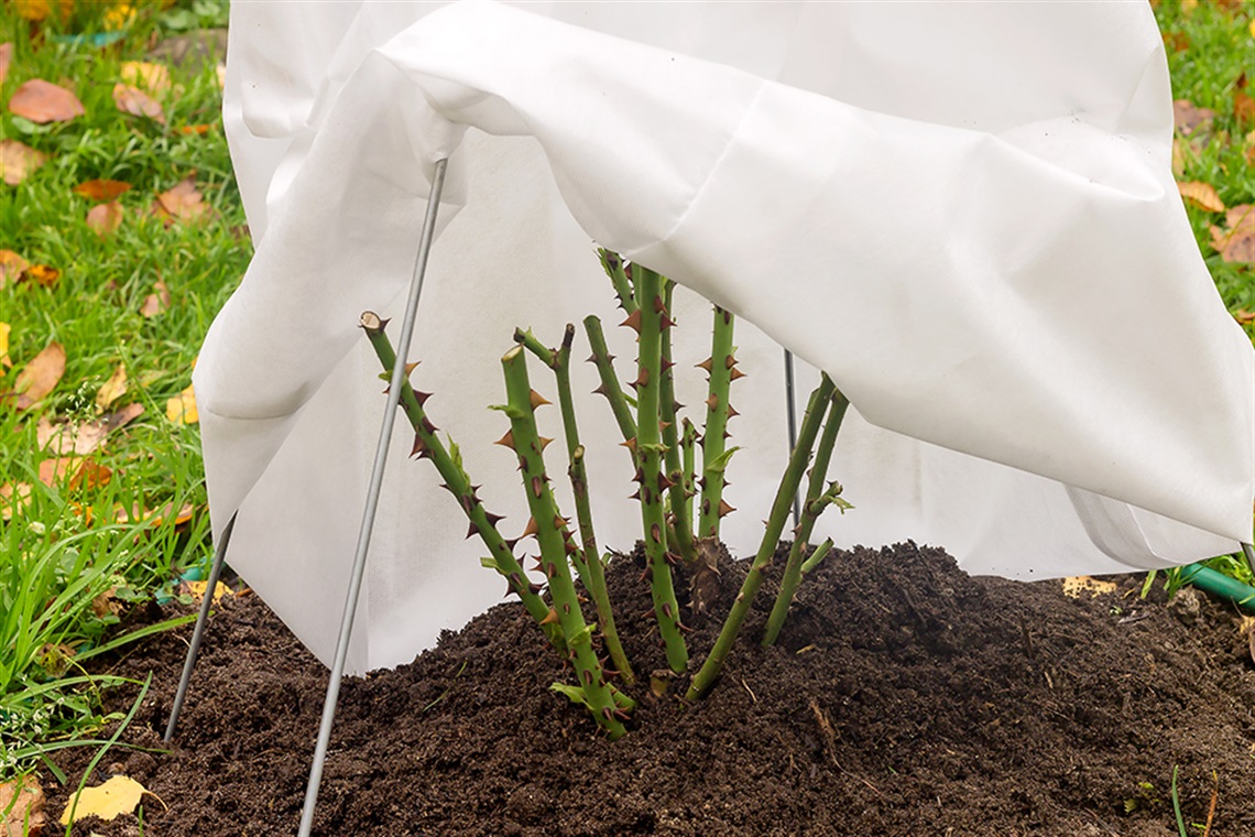 Rose bush covered with tarp