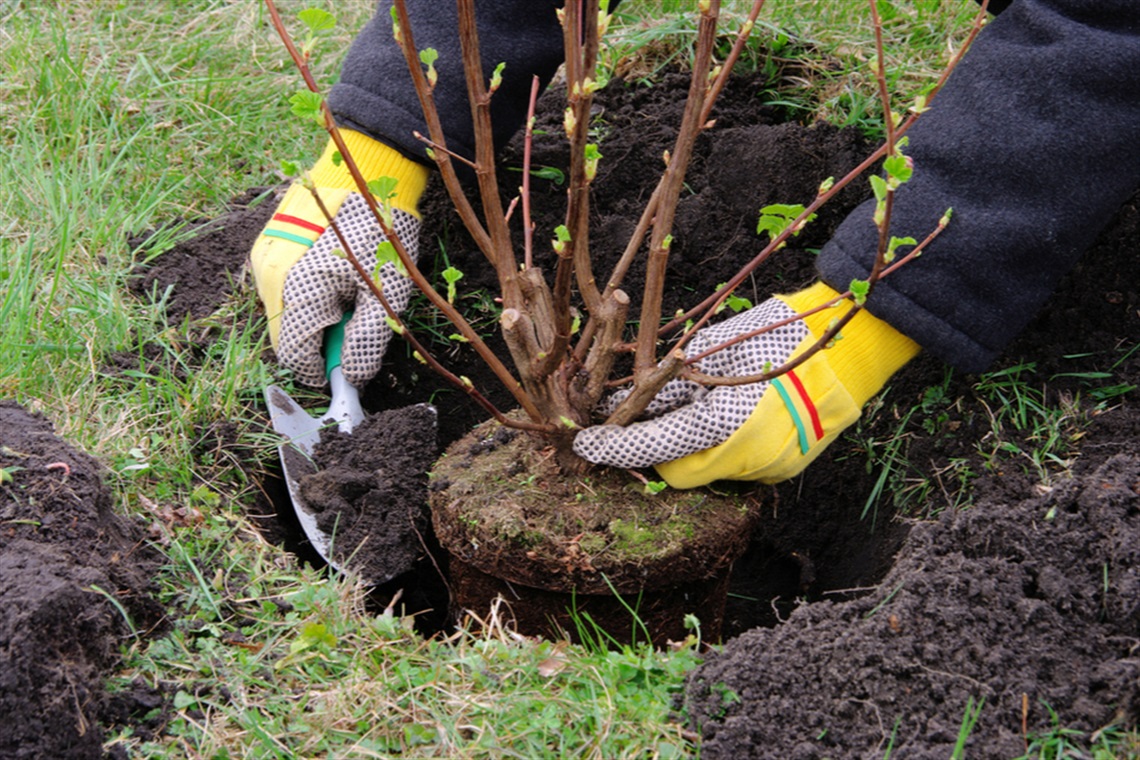 Hands planting shrub