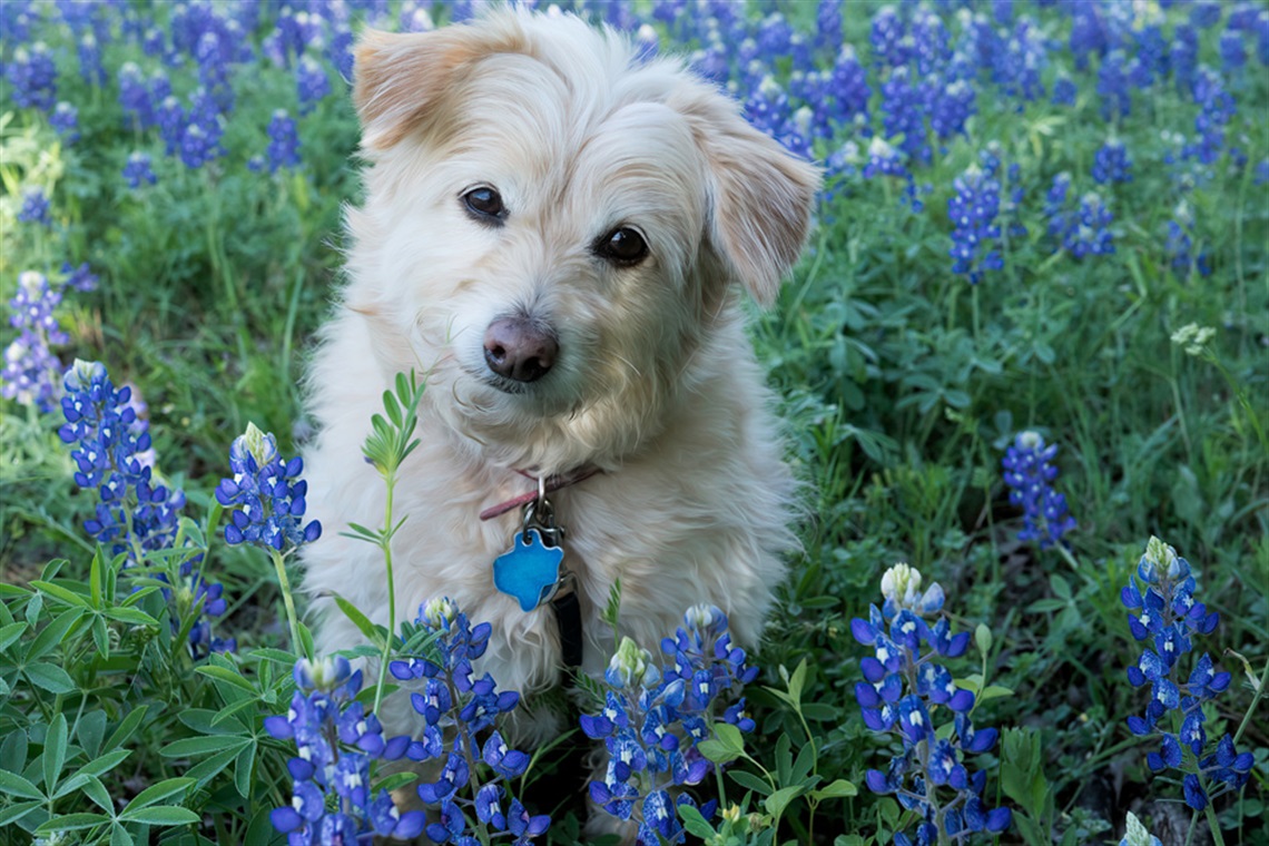 photo of dog sitting in bluebonnet blooms