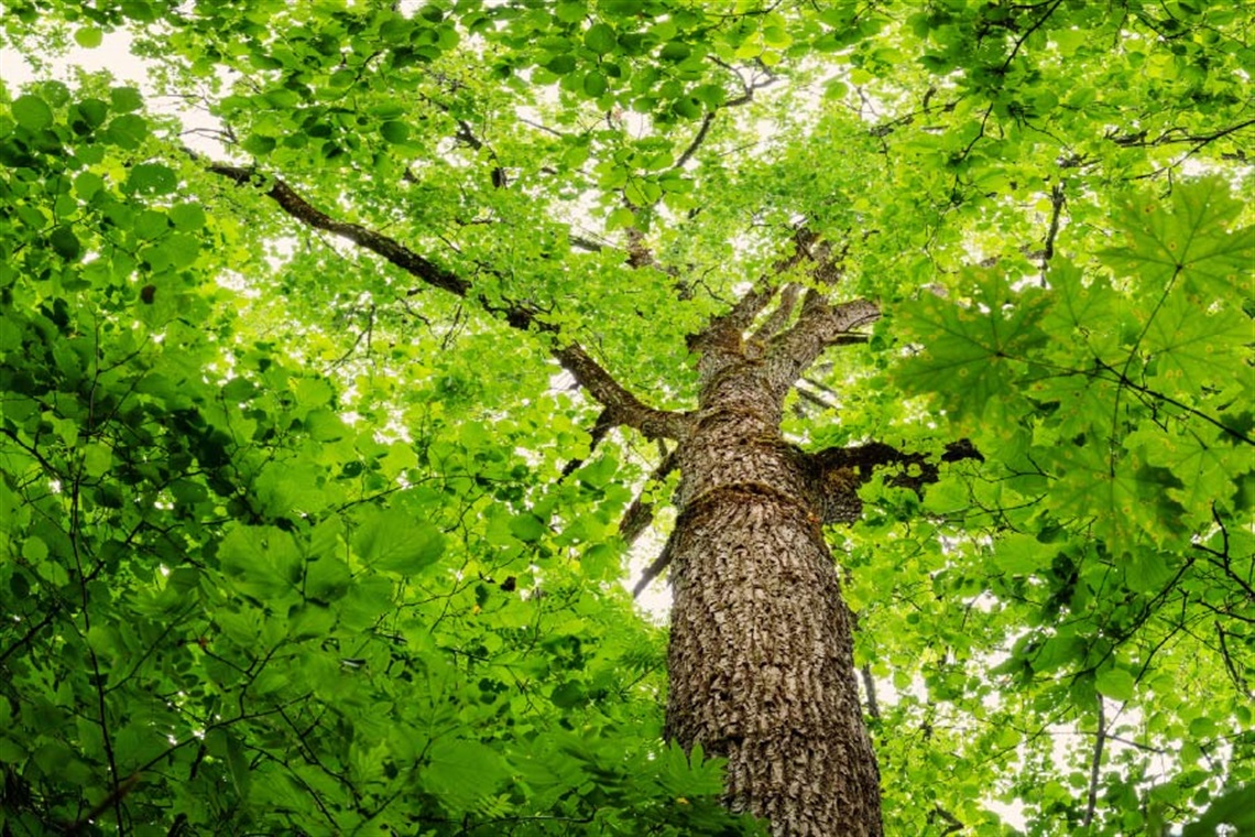 Large oak tree with lots of green leaves.
